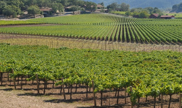 Vinhas do futuro poderão ser monitorizadas à distância