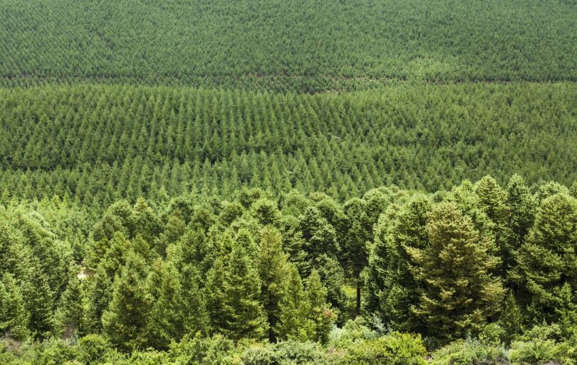 Springfiel Farm KwaZulu Natal Midlands CHEP South Africa