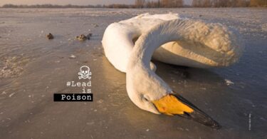 WhooperSwanCygnuscygnuscYvesAdams scaled