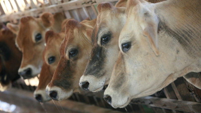 Nestlé e Embrapa querem desenvolver pecuária leiteira neutra a carbono