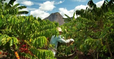 A Nestlé pretende, até 2025, que toda a sua produção de café das suas marcas seja de fontes de cultivo sustentável, tendo já alcançado 85%.