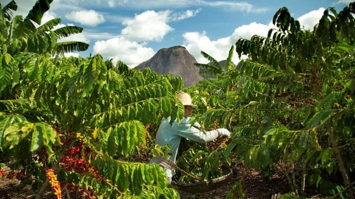 A Nestlé pretende, até 2025, que toda a sua produção de café das suas marcas seja de fontes de cultivo sustentável, tendo já alcançado 85%.