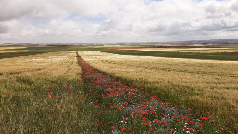 A Syngenta reforçou o seu compromisso de melhorar a biodiversidade em 3 milhões de hectares de terras agrícolas a nível global até 2025.