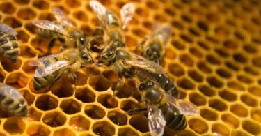 Mortalidade das colmeias está em queda na UE