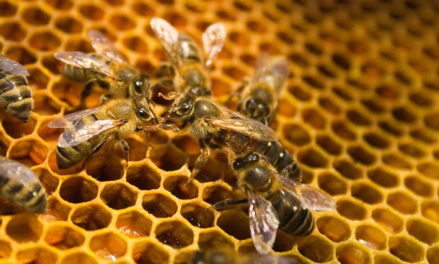 Mortalidade das colmeias está em queda na UE