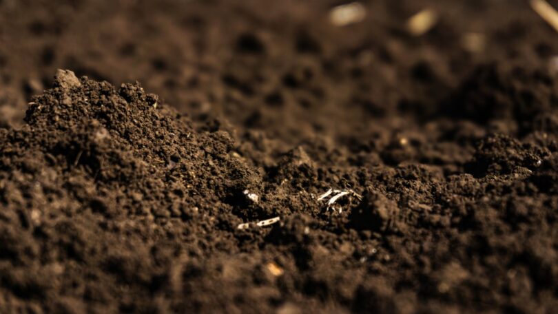 Um novo estudo revelou que os resíduos das colheitas agrícolas que são deixados a decompor no solo podem ajudar no sequestro de carbono.