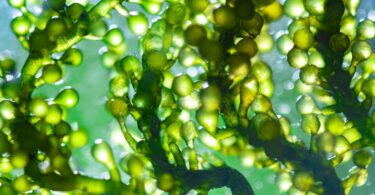 O projeto “Ocean2Oils”, desenvolvido pelo MARE – Politécnico de Leiria, quer utilizar algas para aumentar vida útil dos óleos alimentares.