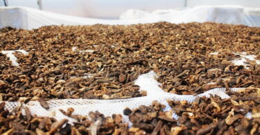 Startup usa insetos para transformar resíduos vegetais em fontes de alimentação animal