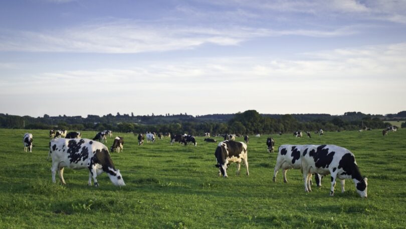 Um estudo revelou que a produção global de alimentos é responsável por um terço de todos os GEE emitidos pela atividade humana.