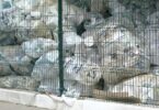 O Valorfito aumentou em cerca de 25% a distribuição e utilização de sacos feitos 100% de material reciclado, entre 2019 e 2021.