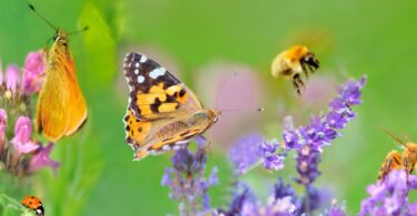 “Add-On BioDiversity” é a nova certificação de biodiversidade do Lidl e da GLOBALG.A.P