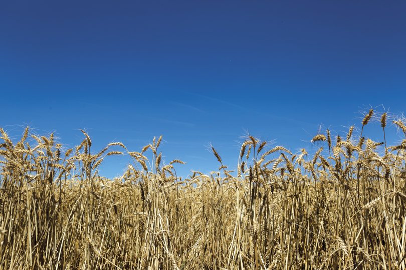 Indústria alimentar e produção agrícola de mãos dadas