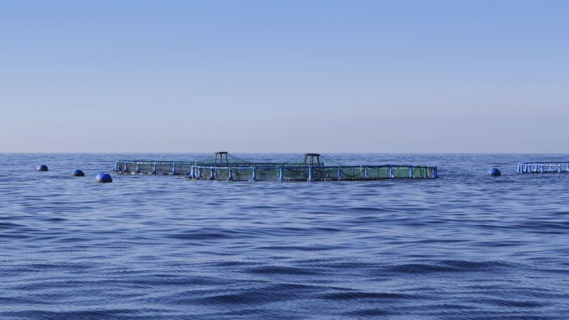 GreAT utiliza microalgas e bactérias para reutilizar água na aquicultura marinha