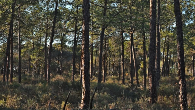 Clube Produtores Florestais Navigator quer chegar aos 500 membros em 2025