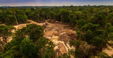 Desflorestação da Amazónia atinge novo recorde no Brasil