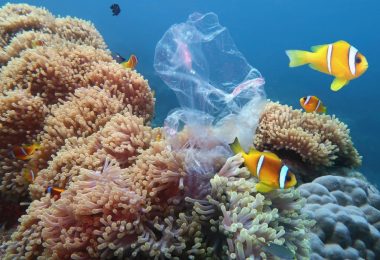 Oceana alerta para intensificação do impacto dos plásticos nos corais e florestas de algas