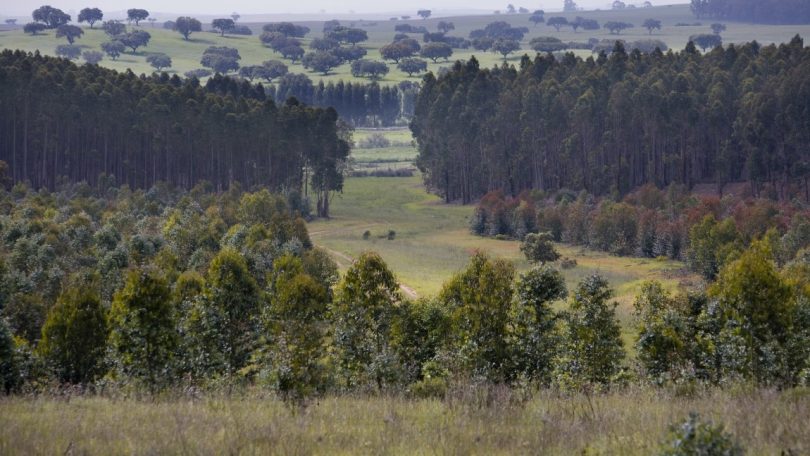 Projeto inpactus esteve na origem de 37 novas patentes de bioprodutos