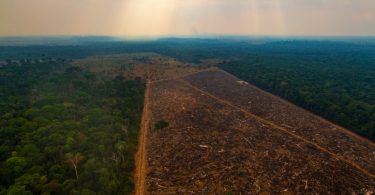 Desflorestação diminuiu em 2021 mas aquém dos objetivos climáticos