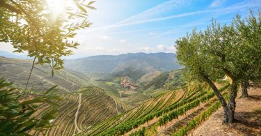 Referencial Nacional de Sustentabilidade para vitivinícola é apresentado