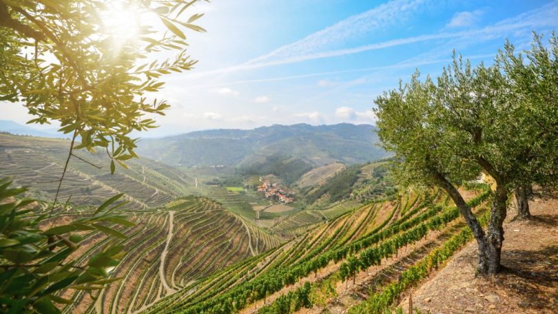 Referencial Nacional de Sustentabilidade para vitivinícola é apresentado