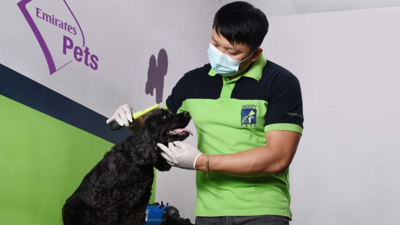 Emirates cria serviço de transporte aéreo só para animais