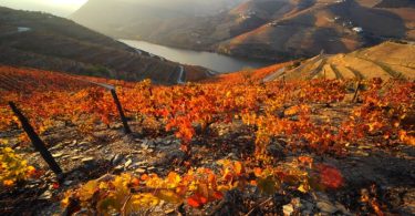 Logística da Sogrape Vinhos lidera ranking da GS1