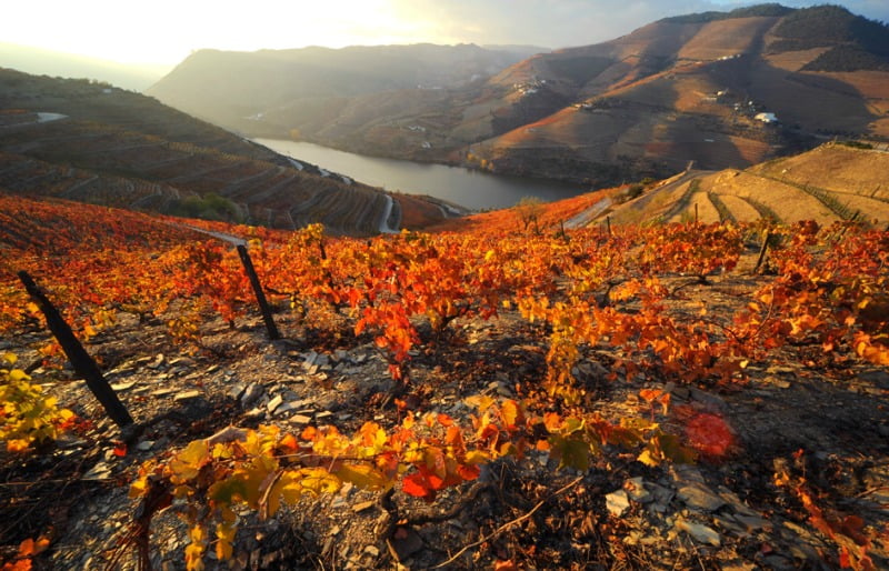 Logística da Sogrape Vinhos lidera ranking da GS1