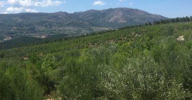 Grupo Bel apoia projeto de recuperação florestal em Boticas