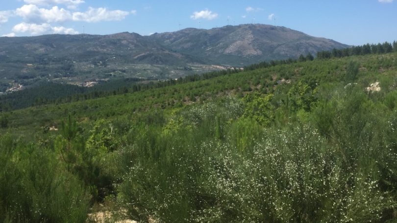 Grupo Bel apoia projeto de recuperação florestal em Boticas