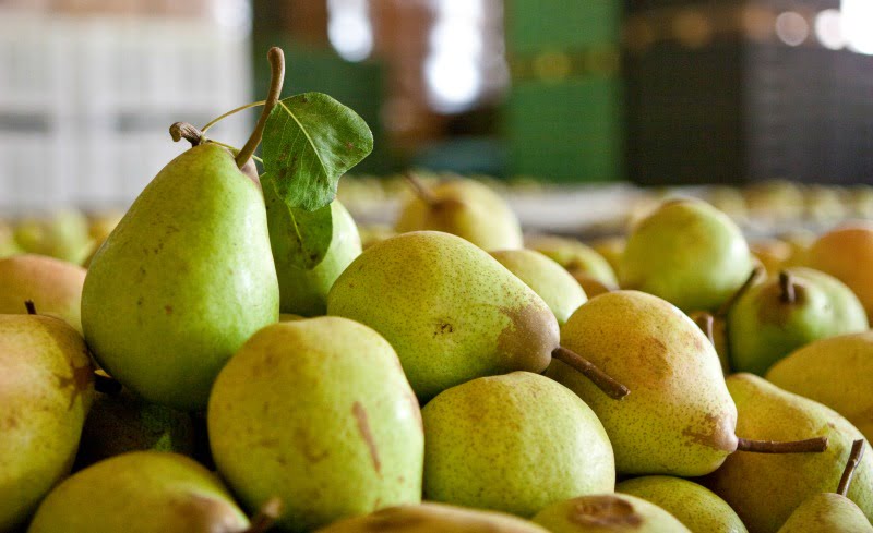 pera rocha Distribuição Hoje