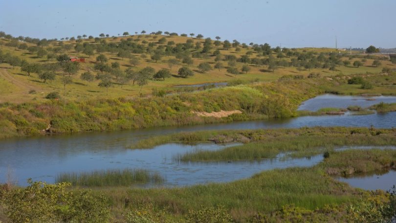 Portugal vai ter de ‘sequestrar’ mais de um milhão de toneladas de CO2 no setor LULUCF