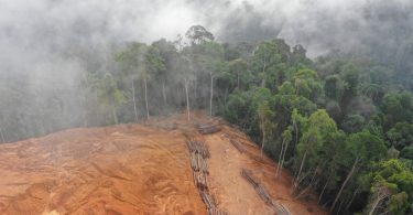 UE vai mesmo avançar com legislação para combater a desflorestação mundial