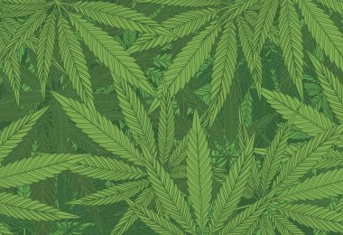 O cânhamo e a sustentabilidade estão numa relação. E é para durar.