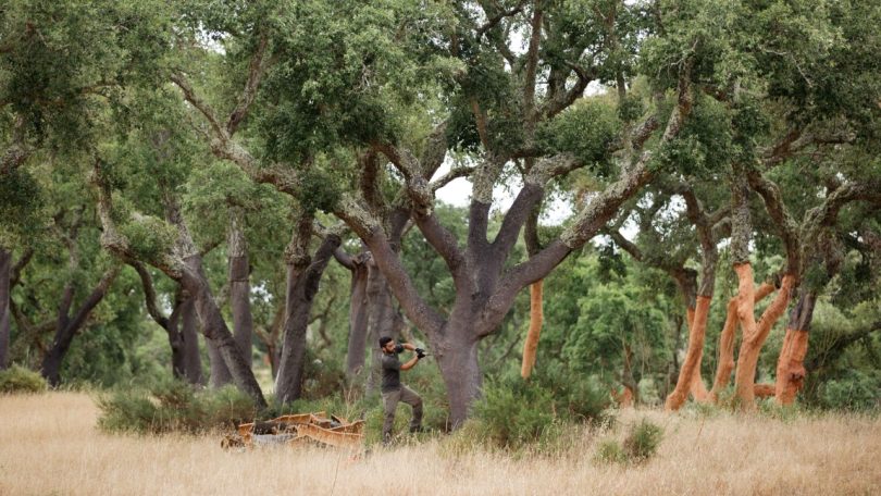 Corticeira Amorim promove linha de financiamento ESG para fornecedores de cortiça