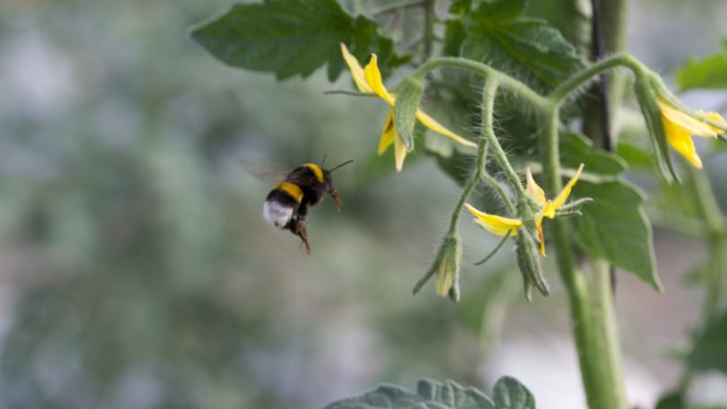 Eurodeputados ambientais pedem inclusão de indicador sobre polinizadores na PAC até 2026