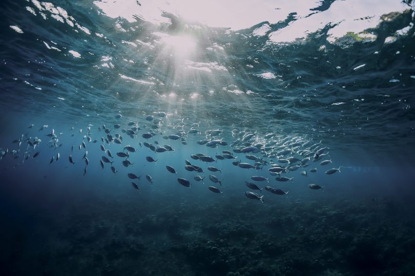 Açores trabalham para construir “relação próspera e sustentável” com o oceano