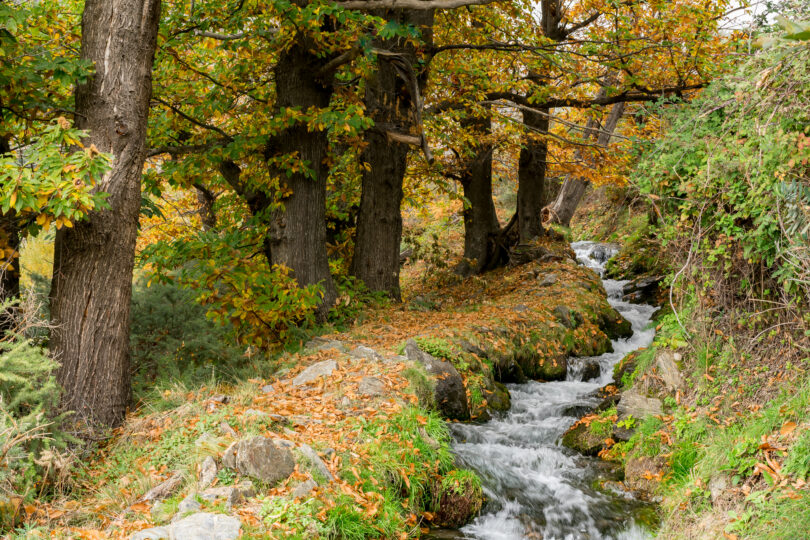 UE: Parlamento aprova lei para restaurar, pelo menos, 20% dos habitats até 2030