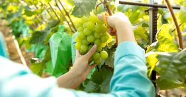 Programa de Sustentabilidade dos Vinhos do Alentejo distinguido com prémio internacional