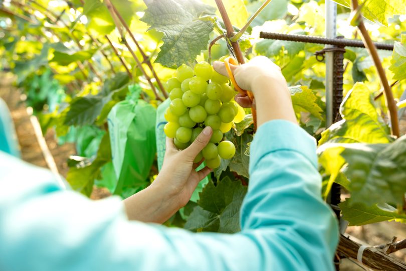 Programa de Sustentabilidade dos Vinhos do Alentejo distinguido com prémio internacional