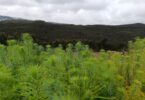 Projeto Floresta Sonae chega a Valongo e cresce 11 hectares