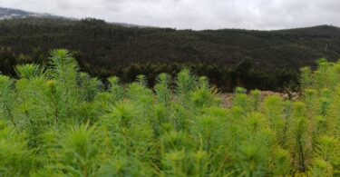 Projeto Floresta Sonae chega a Valongo e cresce 11 hectares