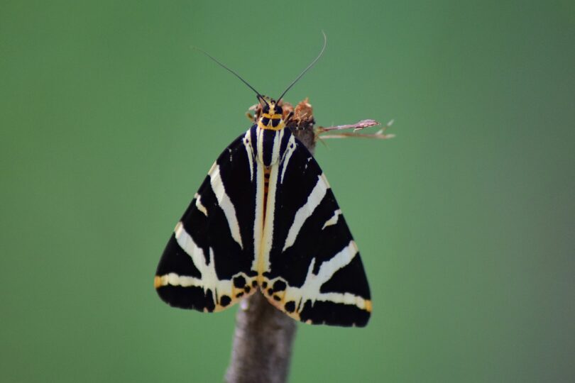 Há um novo projeto em Guimarães que quer proteger as aves e borboletas