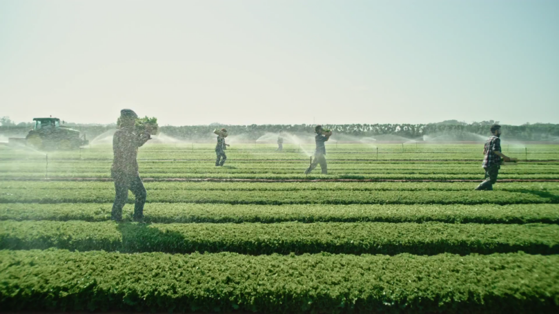 83% das empresas do sudoeste alentejano consideram imigrantes essenciais para a agricultura