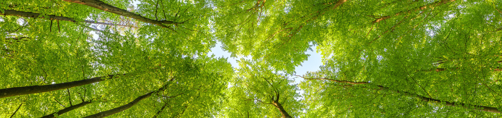 Governo aumenta para 202,5 milhões de euros orçamento para projetos do Fundo Ambiental