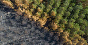 Incêndios nunca ‘roubaram’ tanta área floresta como em 2024