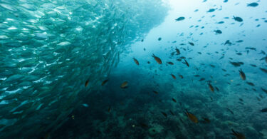 Portuguesa lidera estudo que propõe nova abordagem para proteger os oceanos