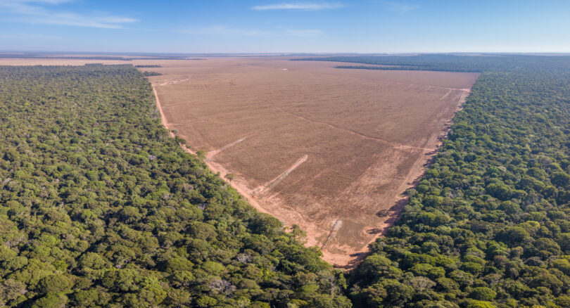 Desflorestação provocou meio milhão de mortes nos últimos 20 anos, diz estudo