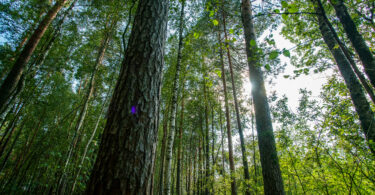 Degradação da natureza pode custar quase 5% do PIB do Reino Unido, revelou relatório