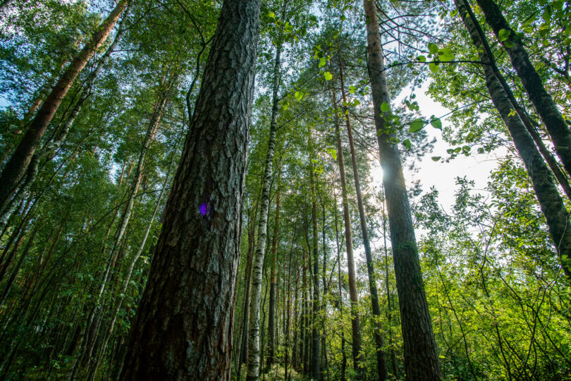 Degradação da natureza pode custar quase 5% do PIB do Reino Unido, revelou relatório