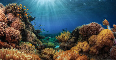 Projeto de recife artificial no Dubai começa a transformar o ecossistema marinho